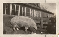 # 75  (On reverse) "Sensation's Model."  Prize-winning pig at Iowa State fair, Des Moines, 1921.